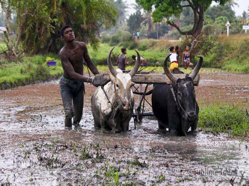 odisha village tourist